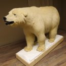 Eisb&auml;r Ganzpr&auml;parat Polarb&auml;r B&auml;r Pr&auml;parat mit Genehmigung zum Verkauf