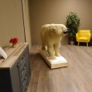 Eisb&auml;r Ganzpr&auml;parat Polarb&auml;r B&auml;r Pr&auml;parat mit Genehmigung zum Verkauf
