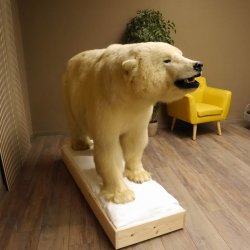 Eisbär Ganzpräparat Polarbär Bär Präparat mit Genehmigung zum Verkauf