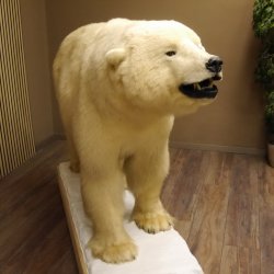 Eisbär Ganzpräparat Polarbär Bär Präparat mit Genehmigung zum Verkauf