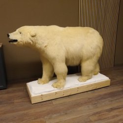 Eisbär Ganzpräparat Polarbär Bär Präparat mit Genehmigung zum Verkauf
