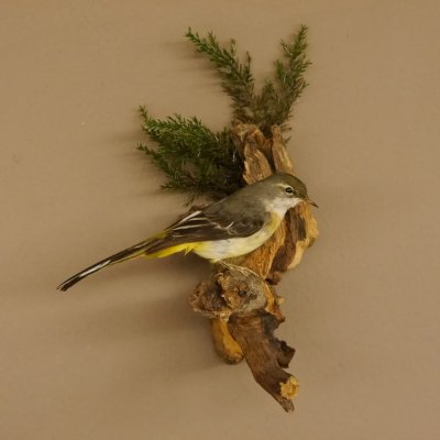 Gebirgsstelze Vogel Präparat Tierpräparat Singvogel mit Genehmigung zur Vermarktung