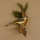 Gebirgsstelze Vogel Präparat Tierpräparat Singvogel mit Genehmigung zur Vermarktung