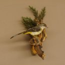 Gebirgsstelze Vogel Präparat Tierpräparat Singvogel mit Genehmigung zur Vermarktung