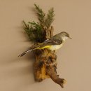 Gebirgsstelze Vogel Präparat Tierpräparat Singvogel mit Genehmigung zur Vermarktung