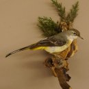 Gebirgsstelze Vogel Präparat Tierpräparat Singvogel mit Genehmigung zur Vermarktung