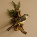 Gebirgsstelze Vogel Präparat Tierpräparat Singvogel mit Genehmigung zur Vermarktung