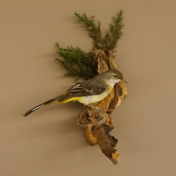 Gebirgsstelze Vogel Präparat Tierpräparat Singvogel mit Genehmigung zur Vermarktung