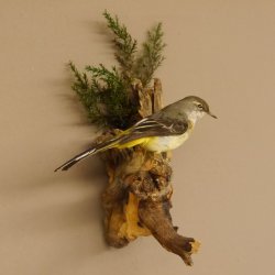 Gebirgsstelze Vogel Präparat Tierpräparat Singvogel mit Genehmigung zur Vermarktung