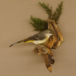 Gebirgsstelze Vogel Präparat Tierpräparat Singvogel mit Genehmigung zur Vermarktung