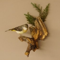 Gebirgsstelze Vogel Präparat Tierpräparat Singvogel mit Genehmigung zur Vermarktung