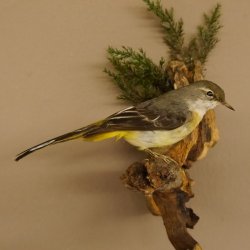 Gebirgsstelze Vogel Präparat Tierpräparat Singvogel mit Genehmigung zur Vermarktung