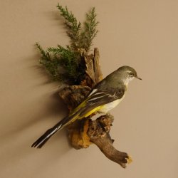 Gebirgsstelze Vogel Präparat Tierpräparat Singvogel mit Genehmigung zur Vermarktung