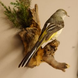 Gebirgsstelze Vogel Präparat Tierpräparat Singvogel mit Genehmigung zur Vermarktung