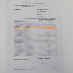 Gebirgsstelze Vogel Präparat Tierpräparat Singvogel mit Genehmigung zur Vermarktung