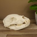 Bären Schädel Länge 26 cm - black bear skull -  mit VMG / HKN 62.100.23