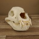 Bären Schädel Länge 26 cm - black bear skull -  mit VMG / HKN 62.100.23