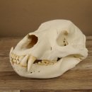 Bären Schädel Länge 26 cm - black bear skull -  mit VMG / HKN 62.100.23