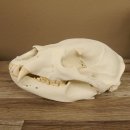 Bären Schädel Länge 26 cm - black bear skull -  mit VMG / HKN 62.100.23