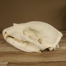 Bären Schädel Länge 26 cm - black bear skull -  mit VMG / HKN 62.100.23