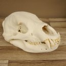 Bären Schädel Länge 26 cm - black bear skull -  mit VMG / HKN 62.100.23