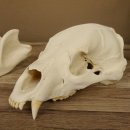 Bären Schädel Länge 26 cm - black bear skull -  mit VMG / HKN 62.100.23