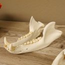 Bären Schädel Länge 26 cm - black bear skull -  mit VMG / HKN 62.100.23