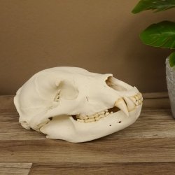 Bären Schädel Länge 26 cm - black bear skull -  mit VMG / HKN 62.100.23