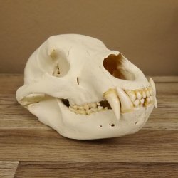 Bären Schädel Länge 26 cm - black bear skull -  mit VMG / HKN 62.100.23