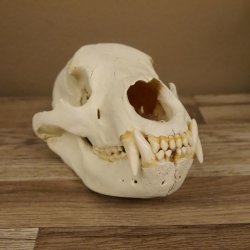 Bären Schädel Länge 26 cm - black bear skull -  mit VMG / HKN 62.100.23