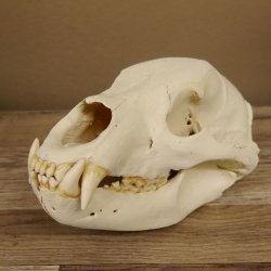 Bären Schädel Länge 26 cm - black bear skull -  mit VMG / HKN 62.100.23