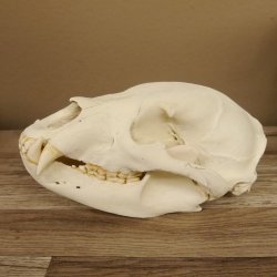 Bären Schädel Länge 26 cm - black bear skull -  mit VMG / HKN 62.100.23