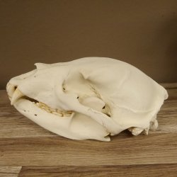 Bären Schädel Länge 26 cm - black bear skull -  mit VMG / HKN 62.100.23