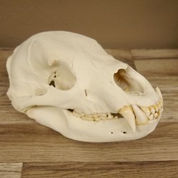 Bären Schädel Länge 26 cm - black bear skull -  mit VMG / HKN 62.100.23