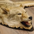 Kojote Coyote (Canis Latrans) Präriewolf Steppenwolf Fell Vorleger mit Kopfpräparation Länge 160 cm