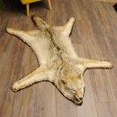 Kojote Coyote (Canis Latrans) Präriewolf Steppenwolf Fell Vorleger mit Kopfpräparation Länge 160 cm