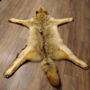 Kojote Coyote (Canis Latrans) Präriewolf Steppenwolf Fell Vorleger mit Kopfpräparation Länge 160 cm