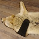 Kojote Coyote (Canis Latrans) Präriewolf Steppenwolf Fell Vorleger mit Kopfpräparation Länge 160 cm