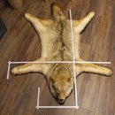 Kojote Coyote (Canis Latrans) Präriewolf Steppenwolf Fell Vorleger mit Kopfpräparation Länge 160 cm
