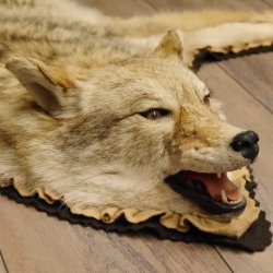 Kojote Coyote (Canis Latrans) Präriewolf Steppenwolf Fell Vorleger mit Kopfpräparation Länge 160 cm