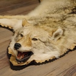 Kojote Coyote (Canis Latrans) Präriewolf Steppenwolf Fell Vorleger mit Kopfpräparation Länge 160 cm