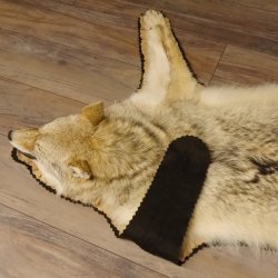 Kojote Coyote (Canis Latrans) Präriewolf Steppenwolf Fell Vorleger mit Kopfpräparation Länge 160 cm