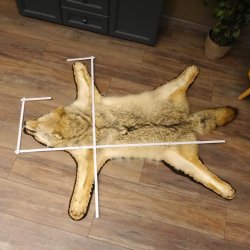 Kojote Coyote (Canis Latrans) Präriewolf Steppenwolf Fell Vorleger mit Kopfpräparation Länge 160 cm