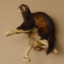 large polecat preparation height 12.99 inch prepared on branch taxidermy decoration #89.4.42