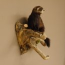 large polecat preparation height 12.99 inch prepared on branch taxidermy decoration #89.4.42