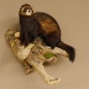 large polecat preparation height 12.99 inch prepared on branch taxidermy decoration #89.4.42