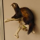 large polecat preparation height 12.99 inch prepared on branch taxidermy decoration #89.4.42