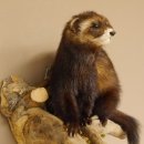 large polecat preparation height 12.99 inch prepared on branch taxidermy decoration #89.4.42
