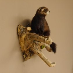 large polecat preparation height 12.99 inch prepared on branch taxidermy decoration #89.4.42