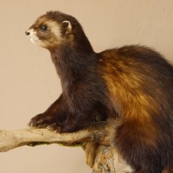 large polecat preparation height 12.99 inch prepared on branch taxidermy decoration #89.4.42